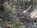 Beech forest track dropping down into the Dingleburn.