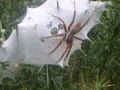 09-Nursery-web-spider
