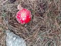 07-Another-toadstool