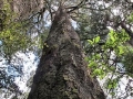 Can you see it?