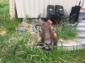 Tahr