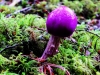 Fabulous Fungi