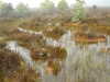 Moss swamp