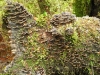Fungi