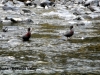 Blue ducks Edwards Valley