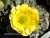 Ranunculus Acraeus