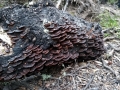 Bracket_Fungus