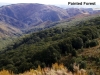 Painted Forest