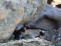 NZ_Fur_Seals