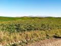 03-Rolling-hills