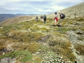 Mountain garden