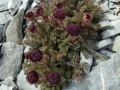 Black_daisy_-_Cotula_atrata