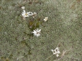 Hector's_daisy_-_Celmisia_hectori