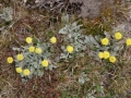 Lambs_ears