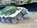 Turtle Rock