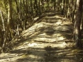 Bush-on-the-Rongomai-track