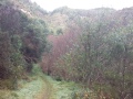 The-start-of-Careys-creek-track