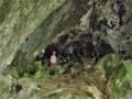 Troglodytes