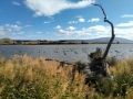 Black-swans-on-Lake-Waihola