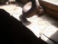 Merino Horn