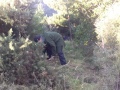 02-Cutting-back-some-gorse