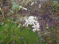 Plenty of variety underfoot