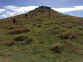 Harbour Cone