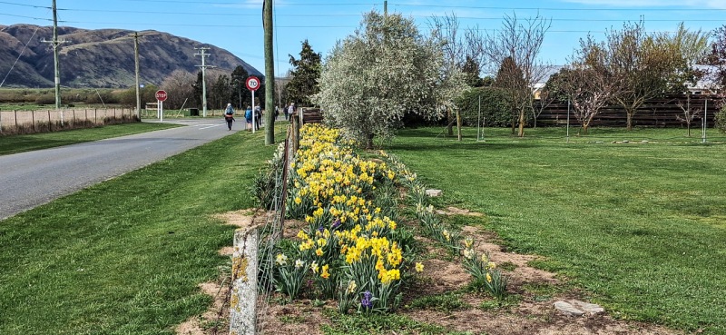 25-Spring-flowers