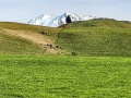 16-Lone-pine