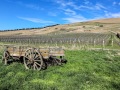 22-Old-cart-in-vineyard