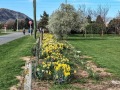 25-Spring-flowers
