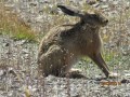 Wildlife
