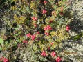 Snowberry