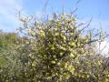 20-Corokia-cotoneaster