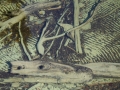 Lake Sylvan floor
