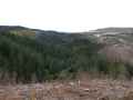 05-Podocarp-Valley-from-Queens-Road