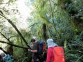 Long walk group. Moss covered bush