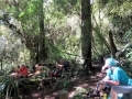 Lunch under the big podocarps