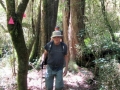 Squeezing through the podocarps