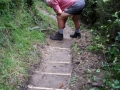 Building steps on the Podocarp Track