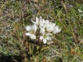 Gentian