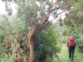 Old Man Gorse