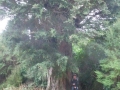 Big Totara (600yrs)