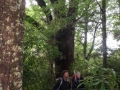 Big Red Beech