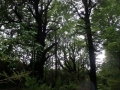 Red beech forest