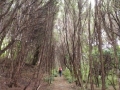 Kanuka Avenue