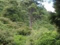 Kahikatea