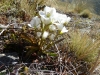 Still a few Gentians