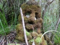 Heaphy Forest Troll 2009