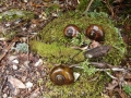 Heaphy Giant snails 2009